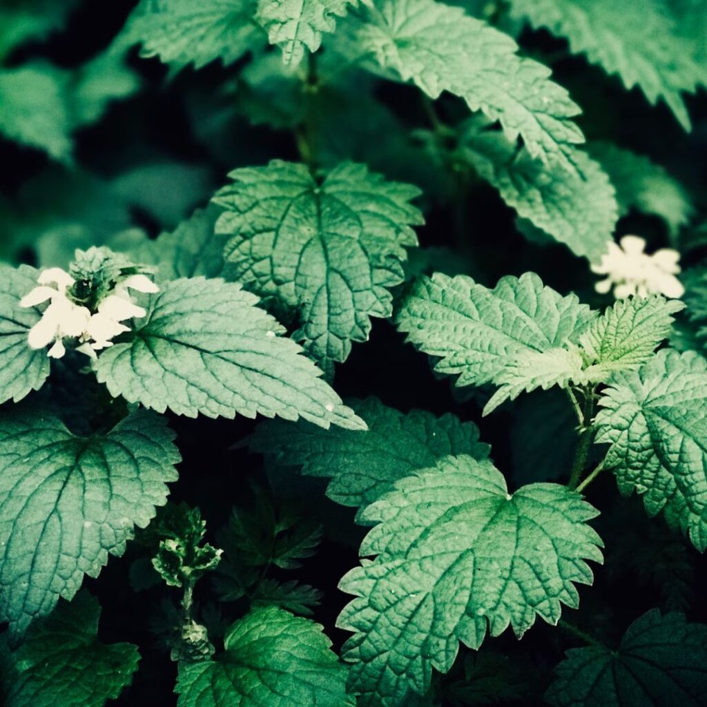 Unsplash nettle